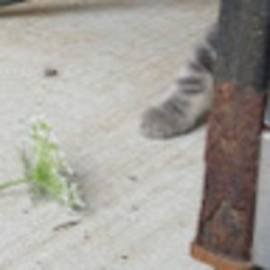 Meet your Posher, Raffia